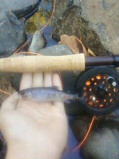 first fish with the new rod.jpg