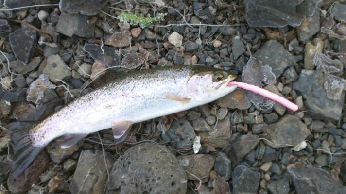 trout on pink worm .jpg