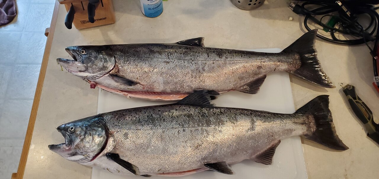Tributary spring/summer salmon bank fishing