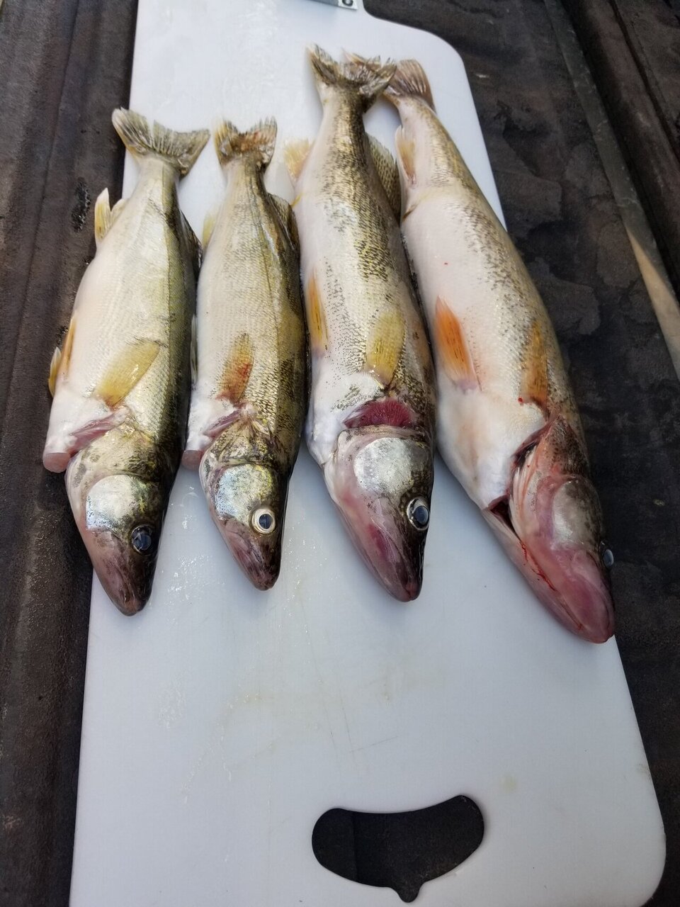 20200802walleye.jpg