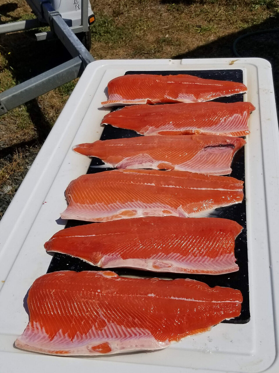 20200816cohofillets.jpg