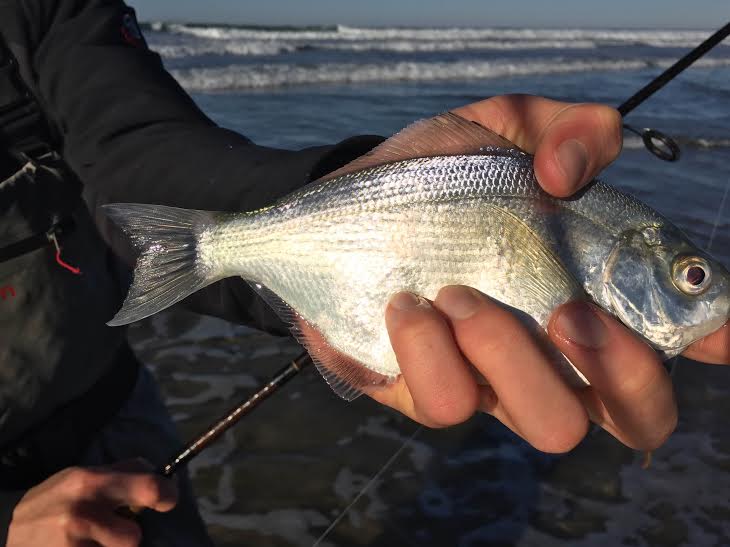 More surfperch action!