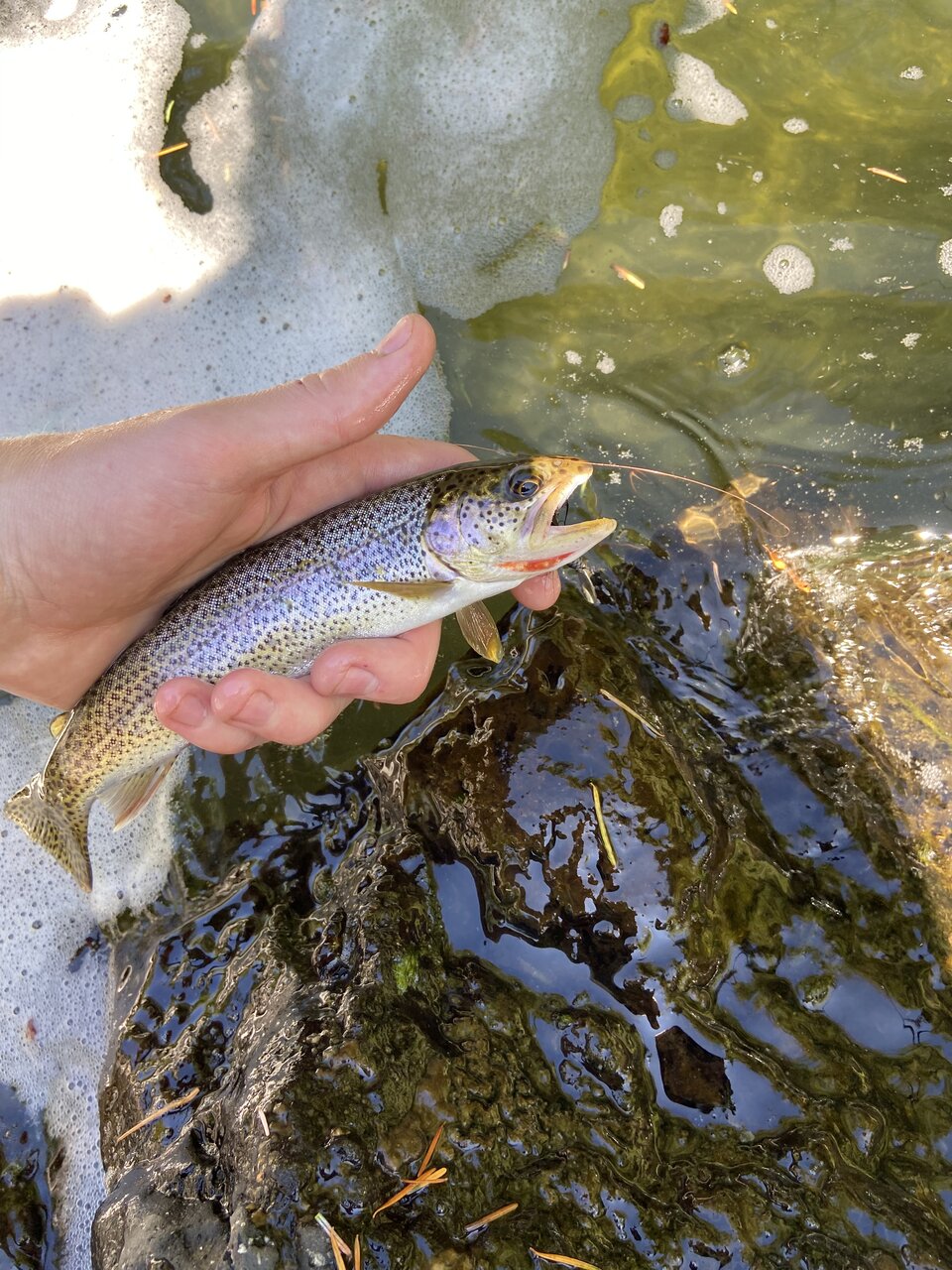 Cutthroat trout fishing…with a surprise