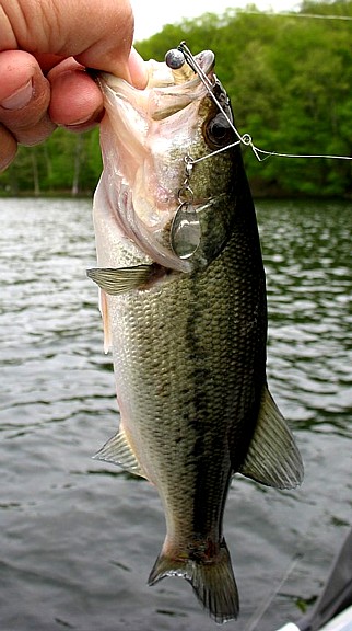 B.Spin bass 1.jpg