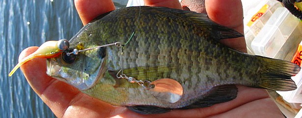 b spin spike tail sunnie.JPG
