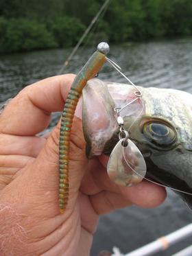 Beetle Pin and Slider Worm crappie.jpg