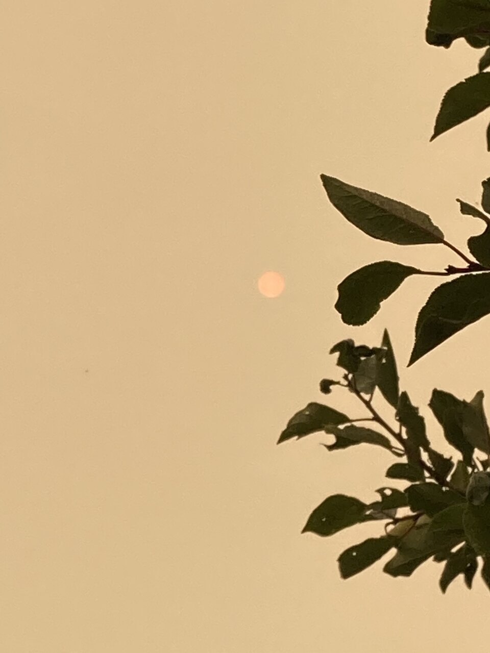 BF0756D1-D702-4247-B0DC-40C8028E6CC3.jpeg