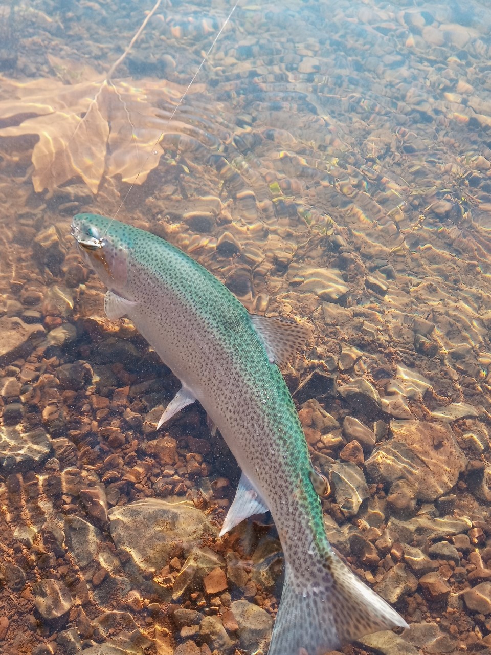 blueback.jpg