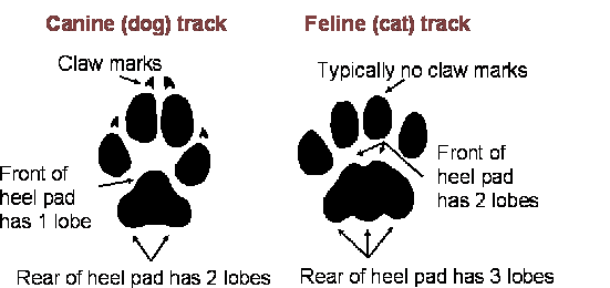 Canid_vs_Felid_Tracks_164596_7.gif