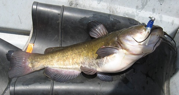 catfish on joker_ winding Hills_jun 2016.jpg