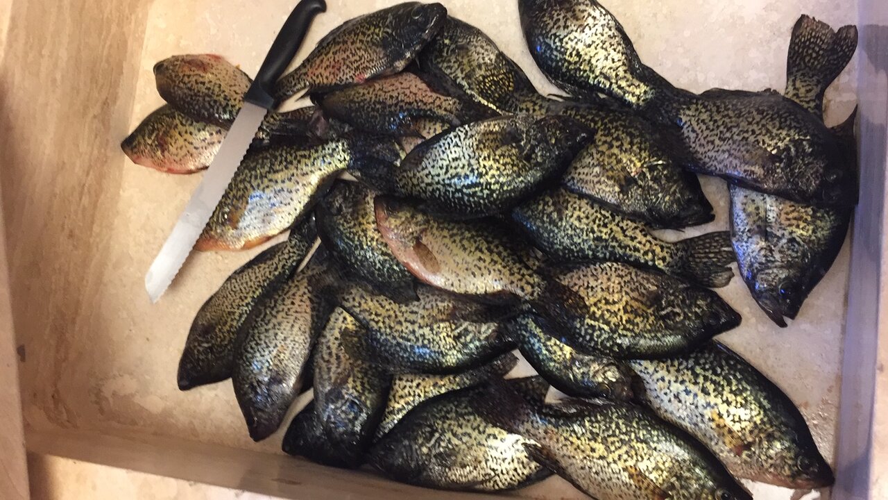 crappie2019.JPG