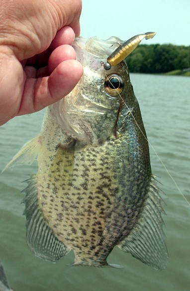 dd gold prl lam swimbait.JPG