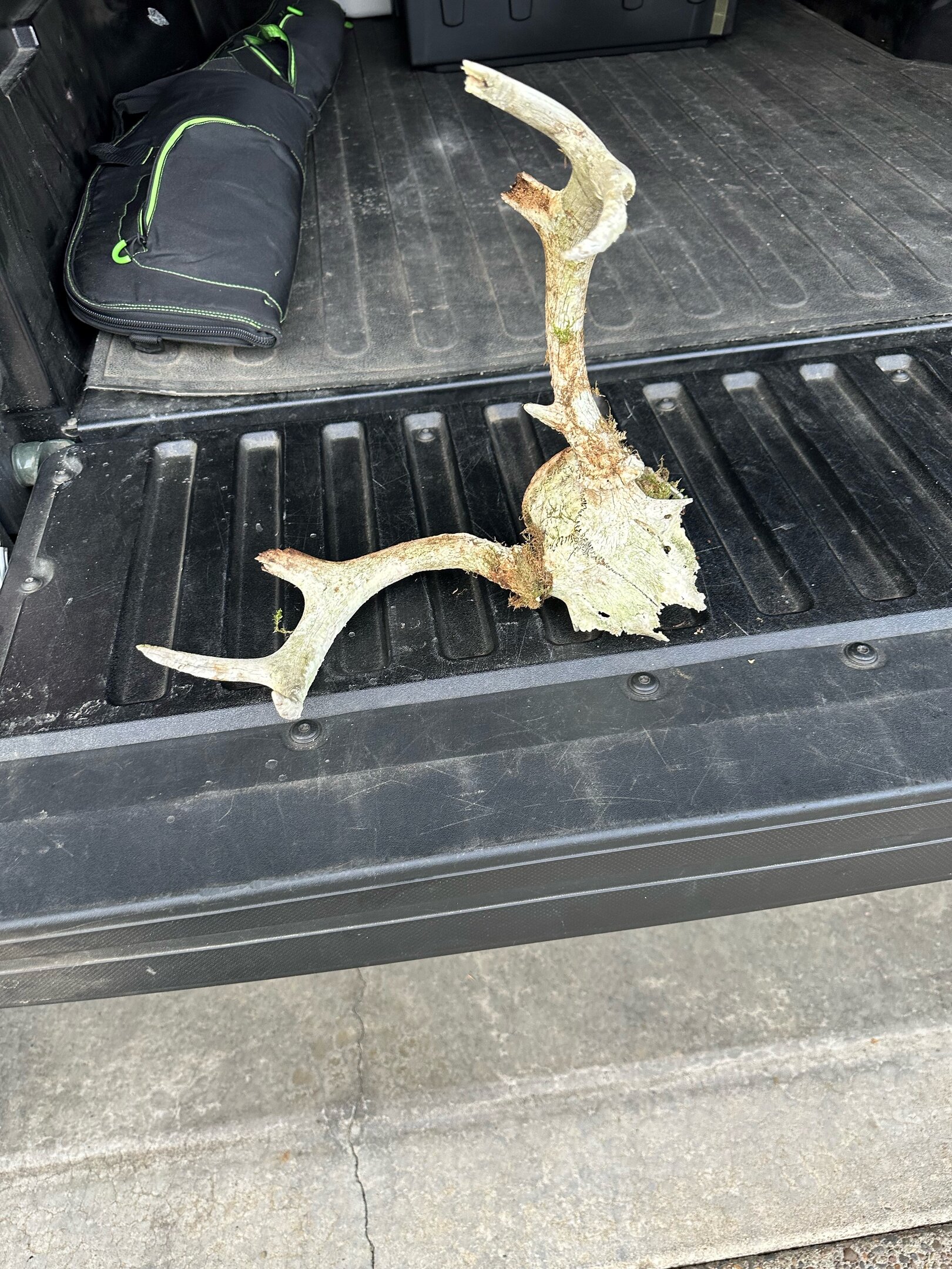 Deer Head.jpg