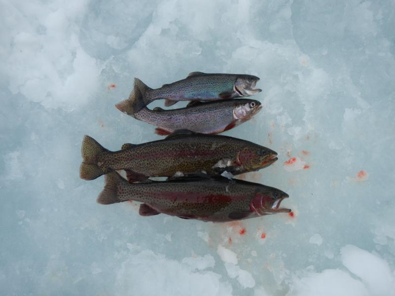 Trillium Lake ice fishing