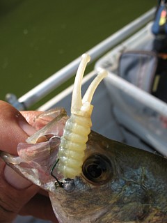 Fr fry 2 joker tail  hybrid.jpg