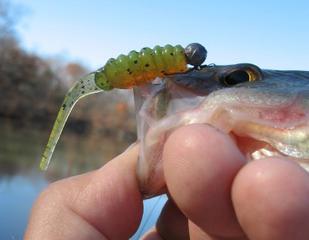fr fry and flat tail.jpg