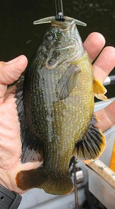 green sunfish whiskers.jpg