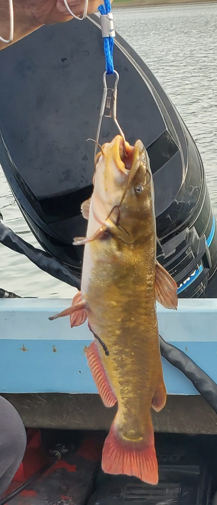 Hagg Lake Sept 23 enlarged catfish pic.jpg