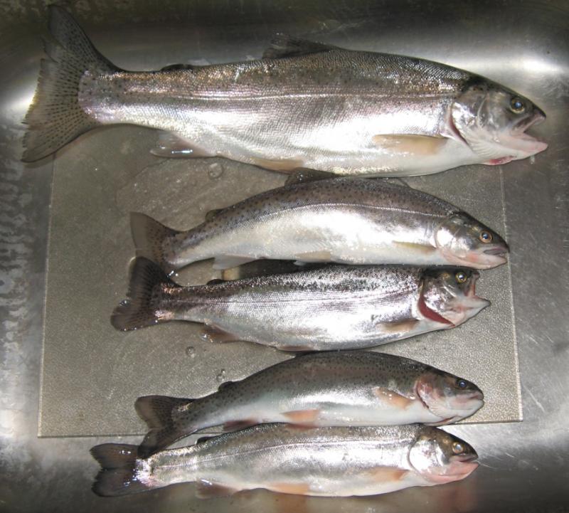 Hagg Trout 11-6-11.jpg