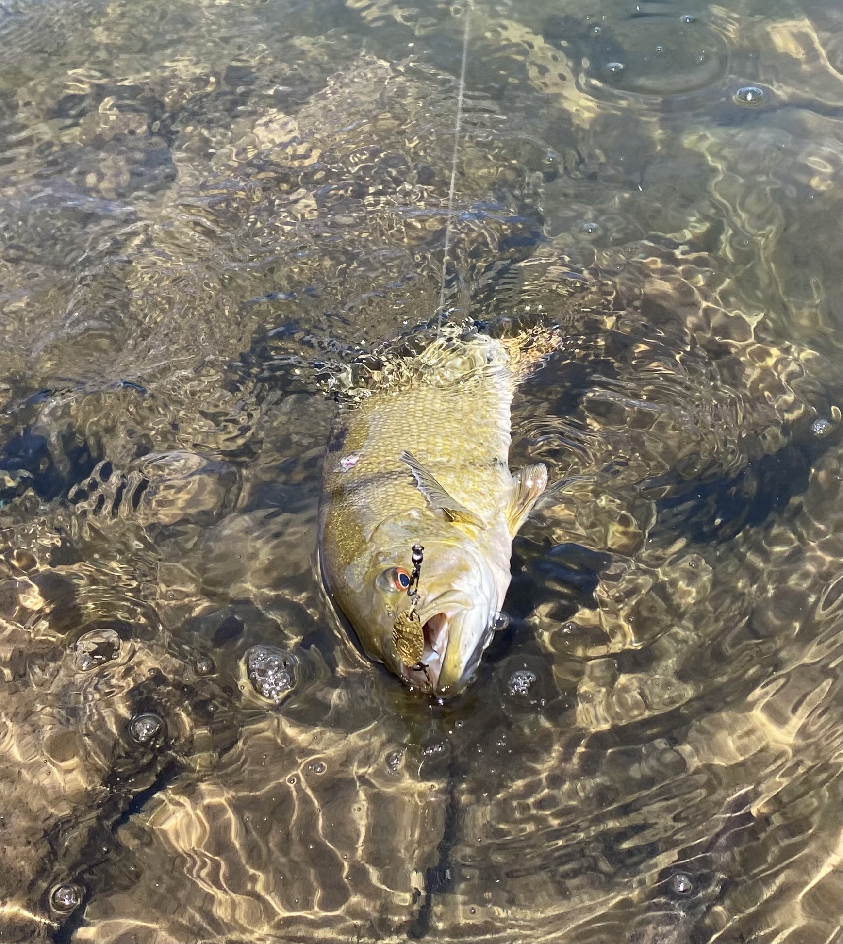 IMG_3803.jpeg