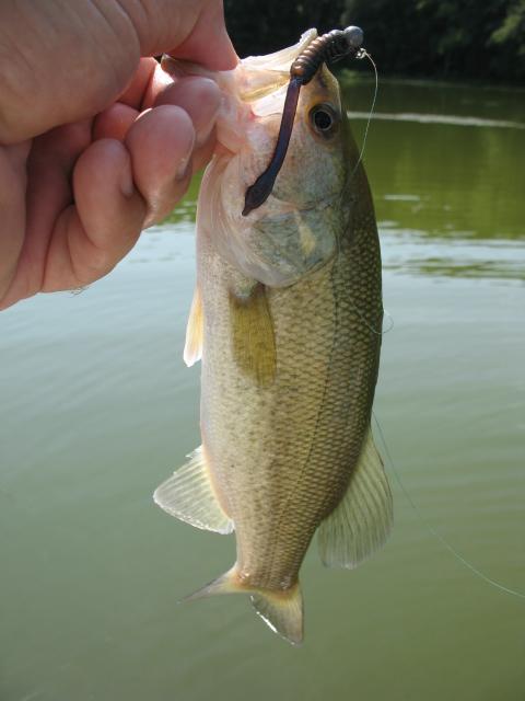 kut tail added to grub body bass.jpg