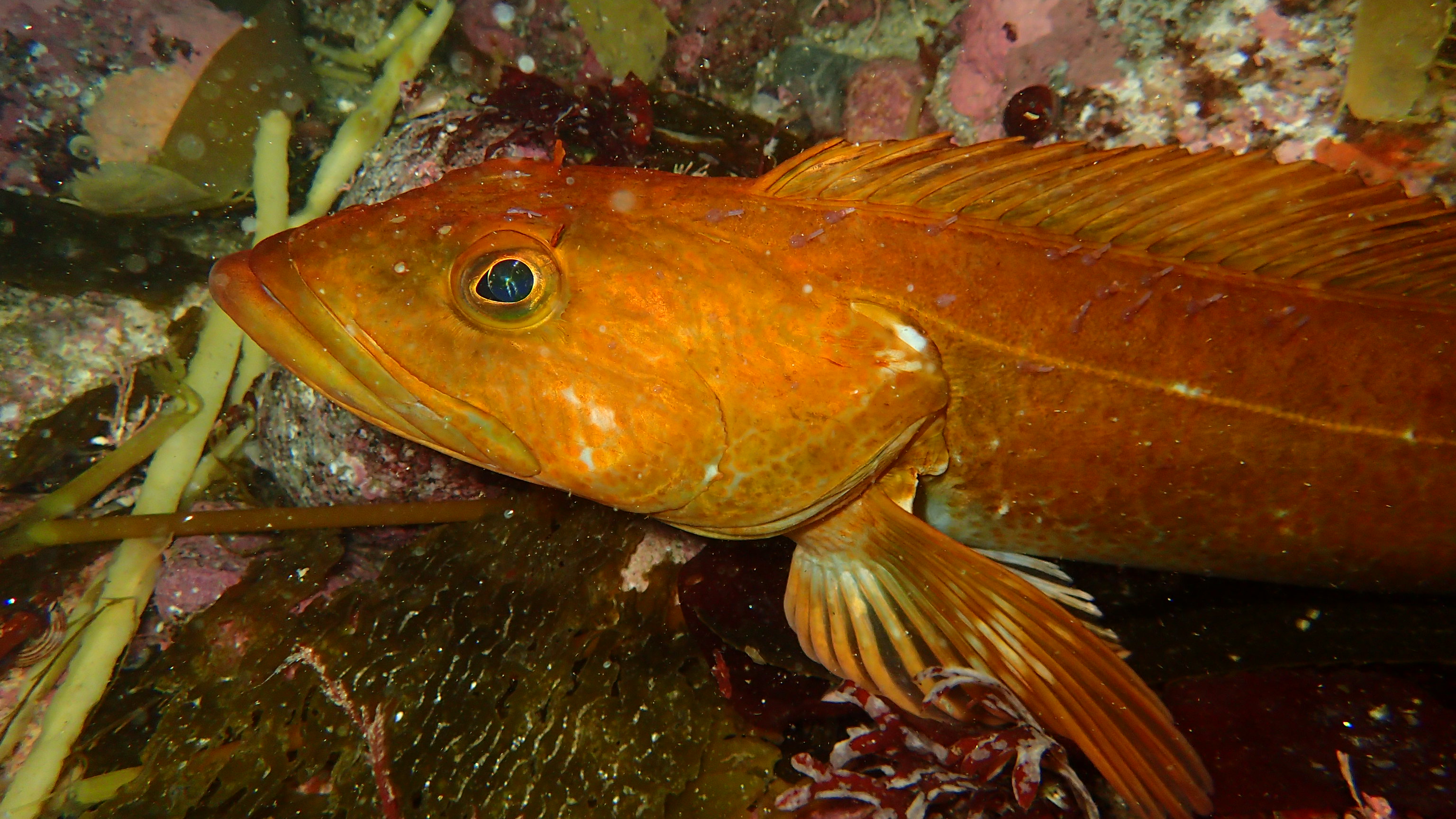 lingcod