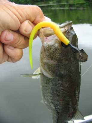 micro chatterbait with kut tail.JPG
