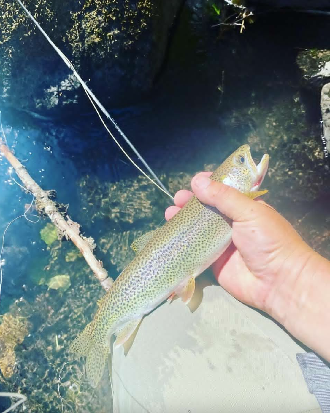native cutty.png