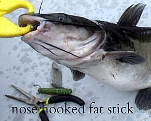 nose hooked fat stick  catfish  1.png