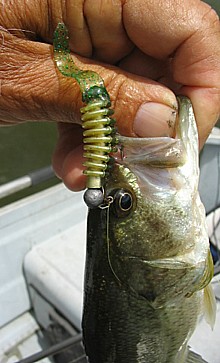 ring body moo bass.JPG