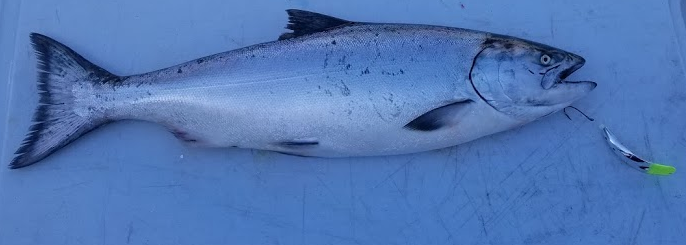 Salmon+cropped+(4).png