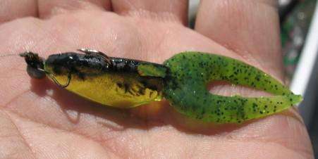 sassy shad - claw hybrid.jpg
