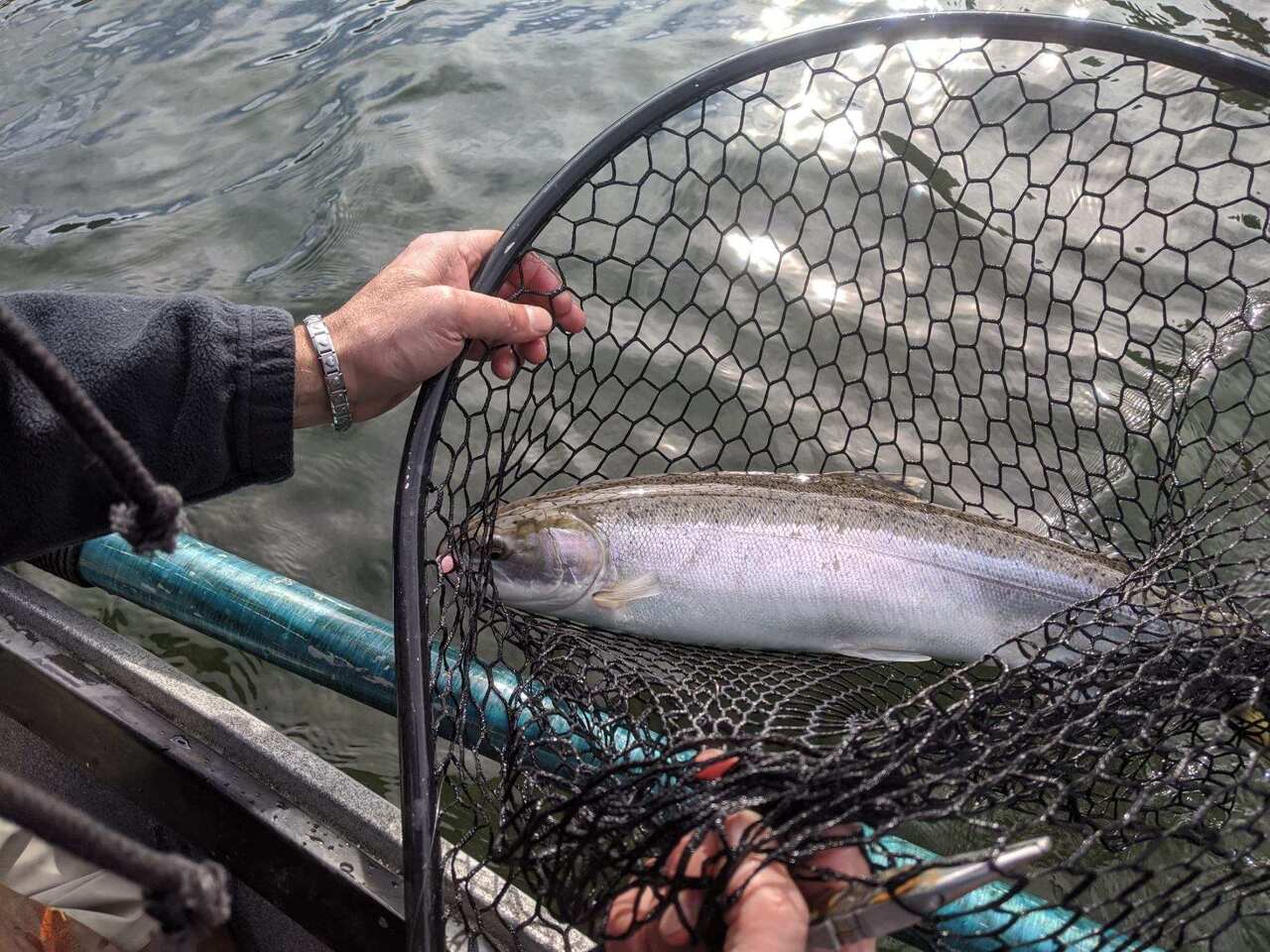 Steelhead 2-22-20 Sandy1.jpg