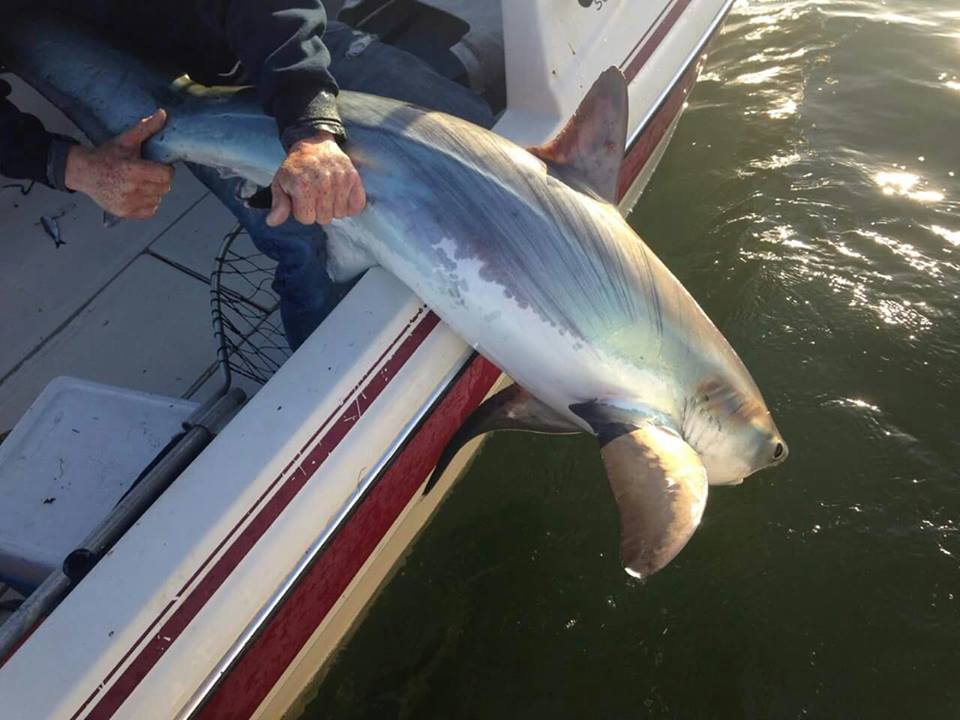 threshershark.jpg