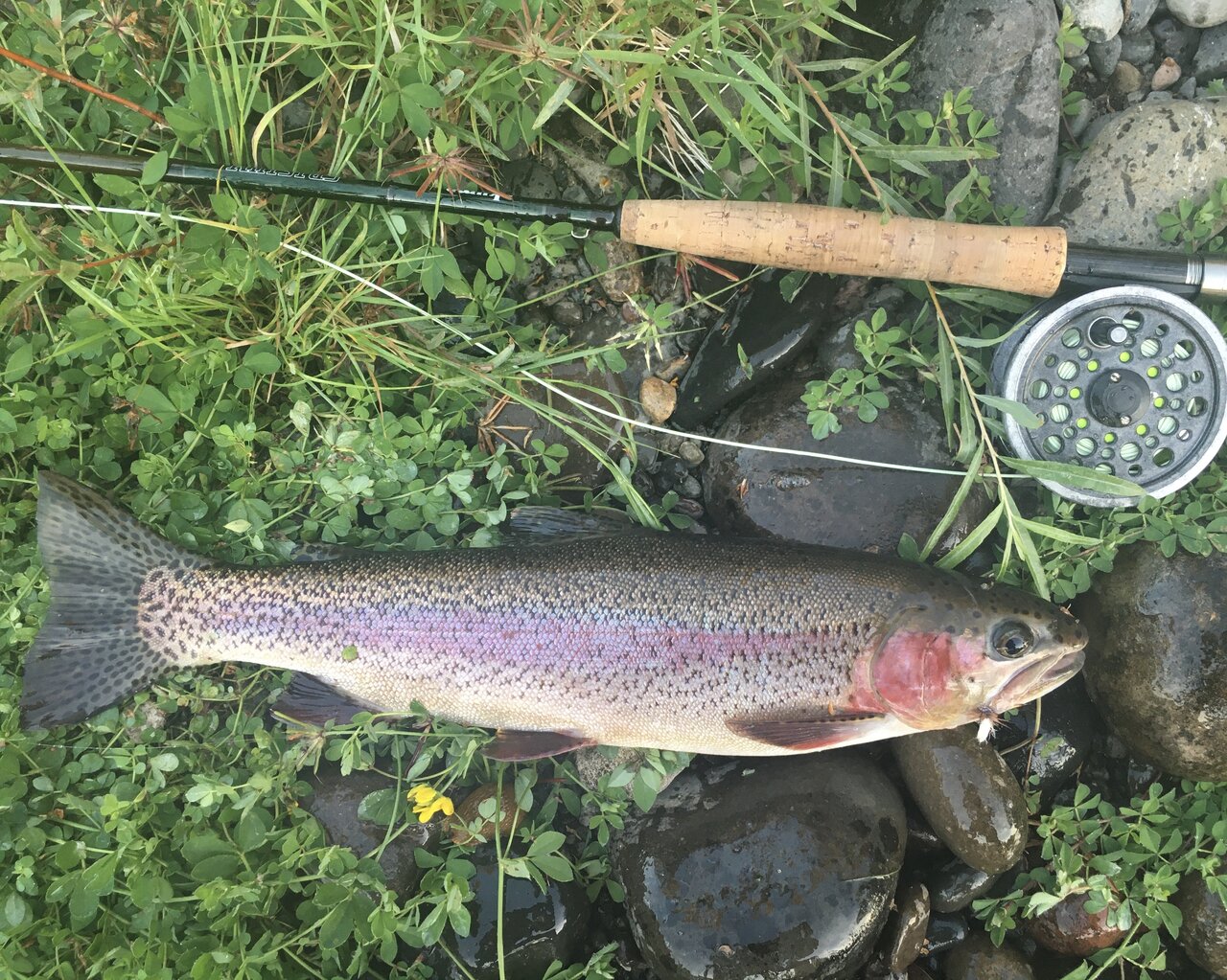 trout.jpg