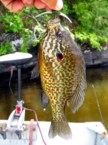 whiskers pumpkinseed.jpg