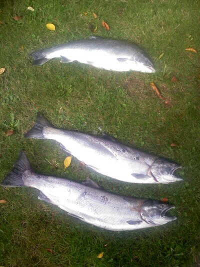 Coho 29th 001.jpg