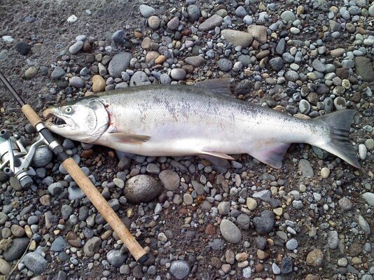 Coho 22nd 001.jpg