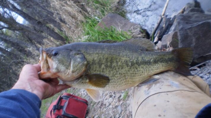 Columbia Bass 006.jpg