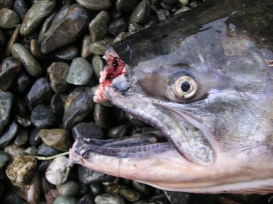 mink fish.jpg
