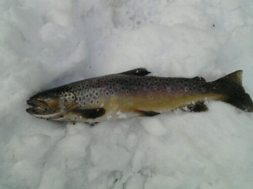 trout3.jpg