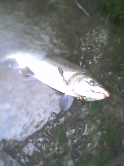 Image0039.jpg