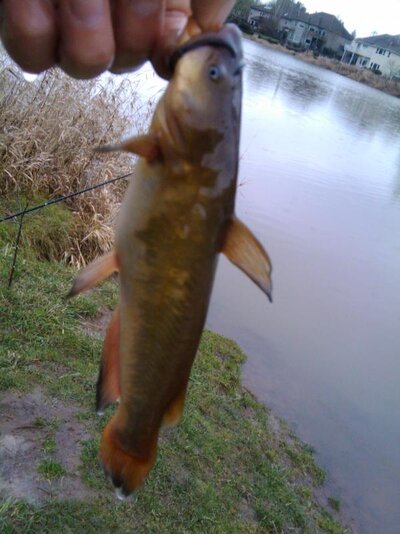 IMG_20101212_104401.jpg