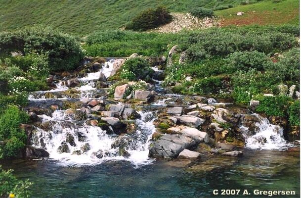 CO_Riparian_alpine_streams.JPG