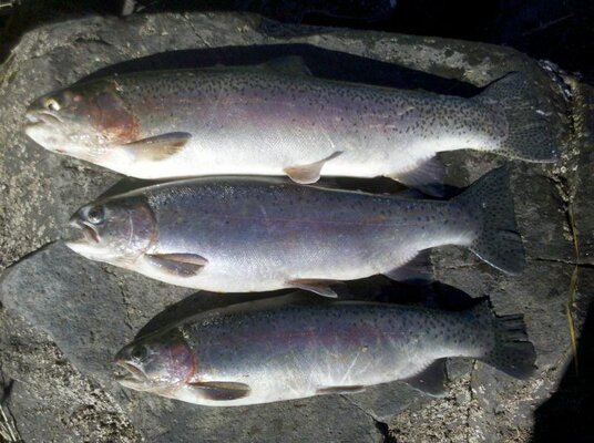 2010-12-16_10-23-11_426.jpg