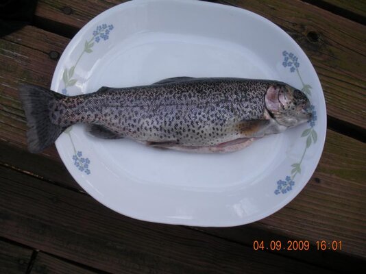 wierd trout.jpg