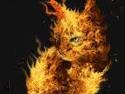 Fire Cat1.jpeg