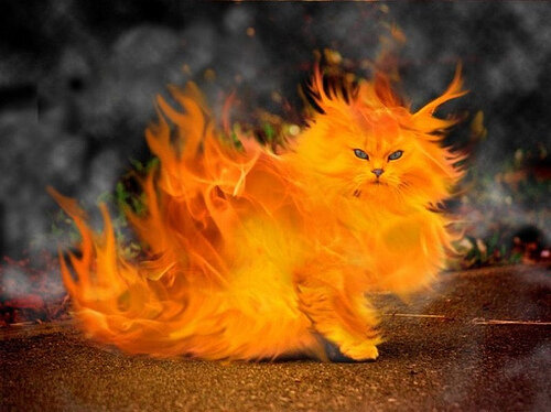 fire-cat2.jpg
