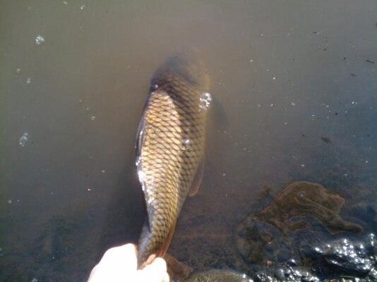 IMG_20110117_151939.jpg