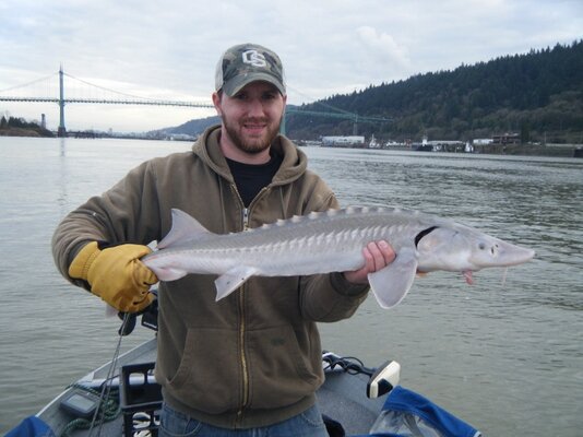 sturg (640x480).jpg